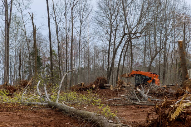 Best Tree Mulching  in Wylie, TX